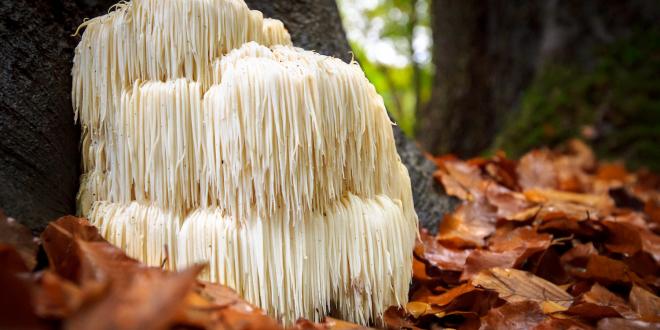 lion's mane mushroom growing in the wild