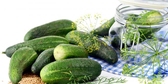 Cucumbers ready to be canned as pickles